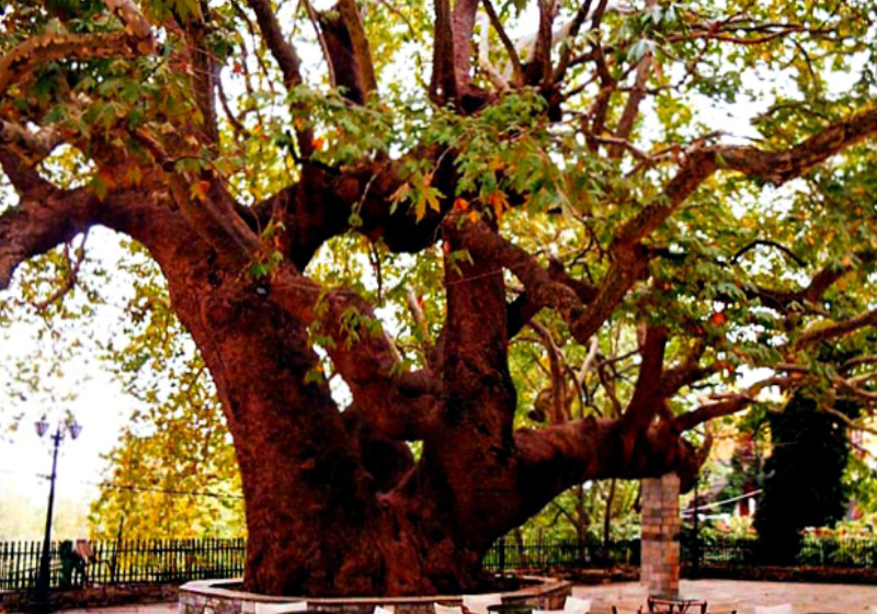 עץ הדולב הענק בצגאראדה