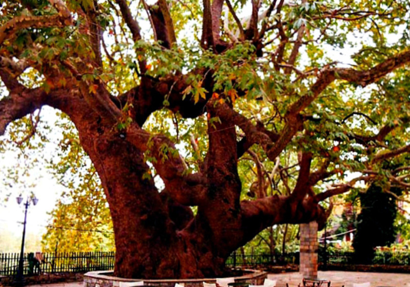 Perennial Plane Tree of Tsagkarada